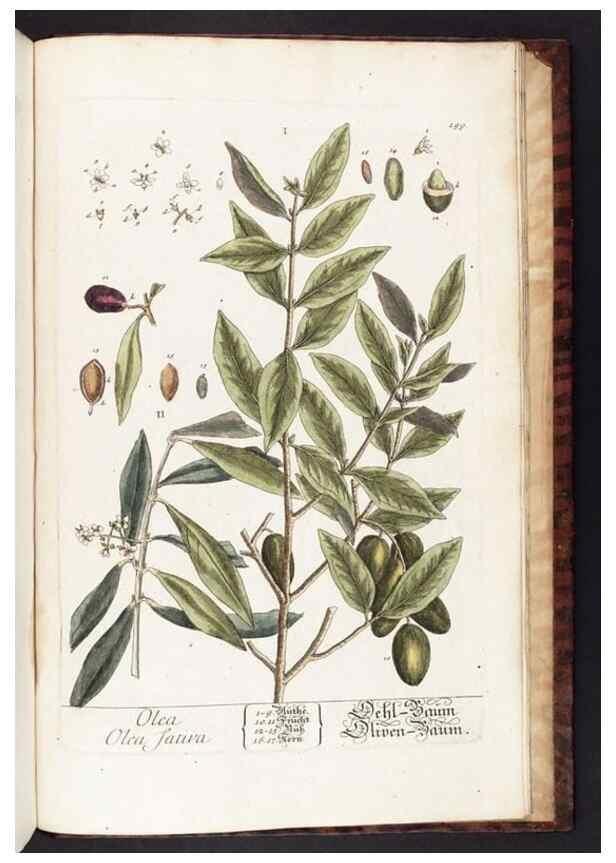 Reproducción/Reproduction 8379549737: Herbarium Blackwellianum emendatum et auctum, id est, Elisabethae Blackwell collectio stirpium. Norimbergae : Typis Io. Iosephi Fleischmanni, 1750-1773.
