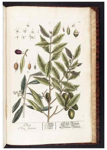 Reproducción/Reproduction 8379549737: Herbarium Blackwellianum emendatum et auctum, id est, Elisabethae Blackwell collectio stirpium. Norimbergae : Typis Io. Iosephi Fleischmanni, 1750-1773.