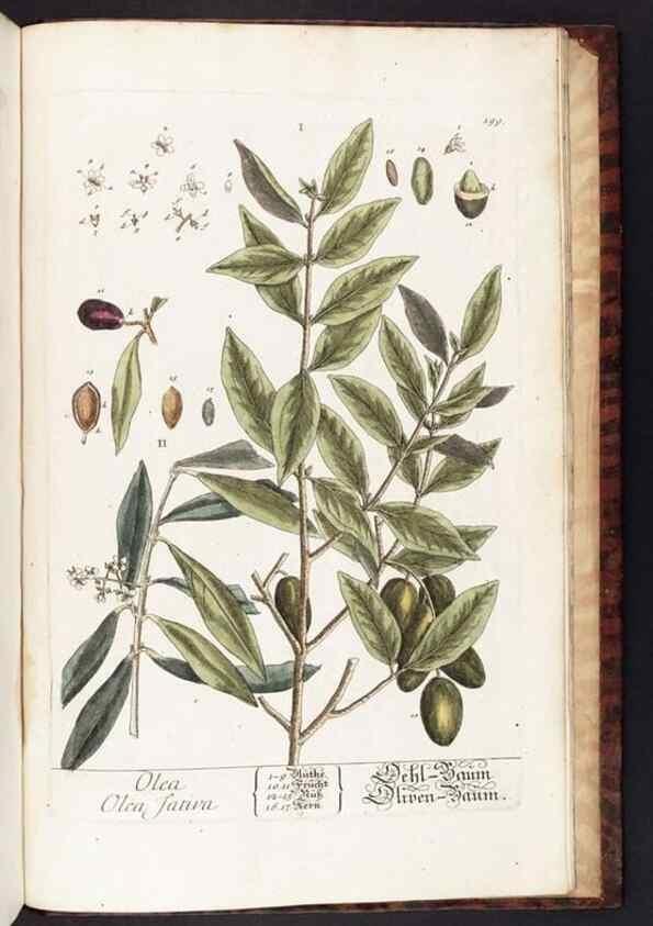 Reproducción/Reproduction 8379549737: Herbarium Blackwellianum emendatum et auctum, id est, Elisabethae Blackwell collectio stirpium. Norimbergae : Typis Io. Iosephi Fleischmanni, 1750-1773.