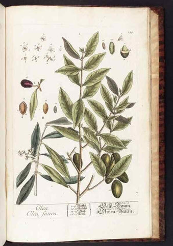 Reproducción/Reproduction 8379549737: Herbarium Blackwellianum emendatum et auctum, id est, Elisabethae Blackwell collectio stirpium. Norimbergae : Typis Io. Iosephi Fleischmanni, 1750-1773.