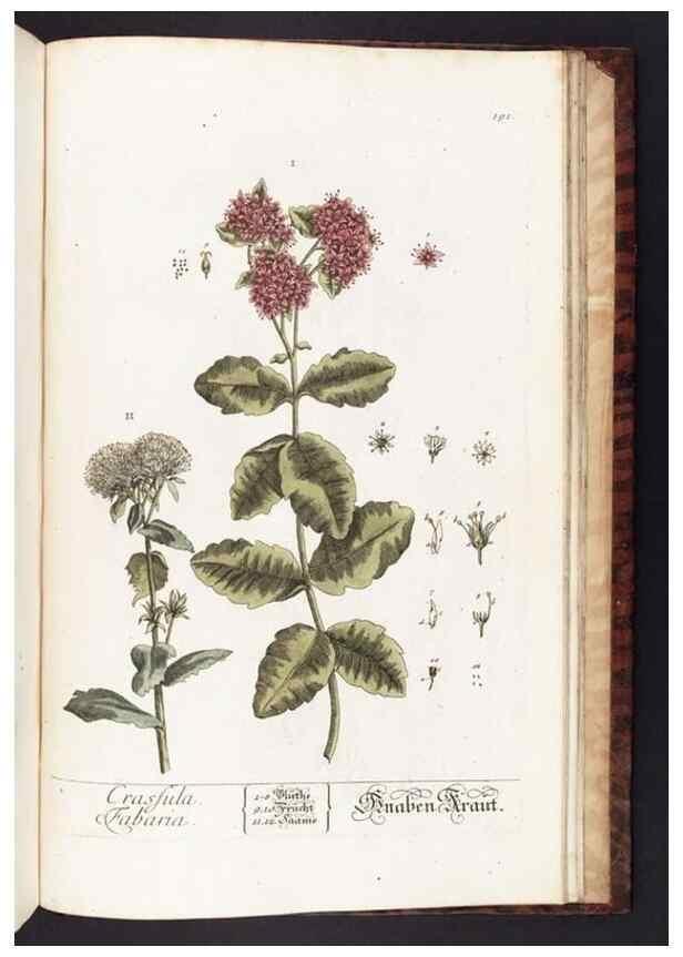 Reproducción/Reproduction 8380627210: Herbarium Blackwellianum emendatum et auctum, id est, Elisabethae Blackwell collectio stirpium. Norimbergae : Typis Io. Iosephi Fleischmanni, 1750-1773.