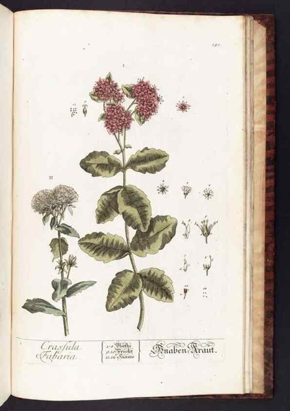 Reproducción/Reproduction 8380627210: Herbarium Blackwellianum emendatum et auctum, id est, Elisabethae Blackwell collectio stirpium. Norimbergae : Typis Io. Iosephi Fleischmanni, 1750-1773.