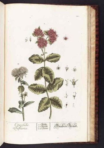 Reproducción/Reproduction 8380627210: Herbarium Blackwellianum emendatum et auctum, id est, Elisabethae Blackwell collectio stirpium. Norimbergae : Typis Io. Iosephi Fleischmanni, 1750-1773.