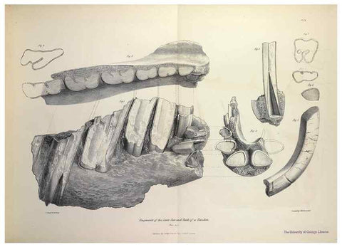 Reproducción/Reproduction 8387088114: The zoology of the voyage of H.M.S. Beagle .... London,Smith, Elder & Co.,1838-