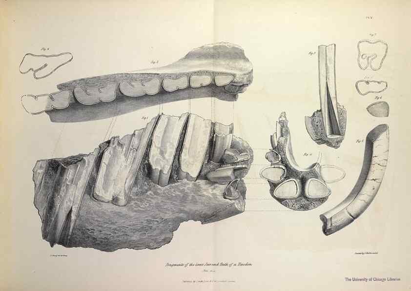 Reproducción/Reproduction 8387088114: The zoology of the voyage of H.M.S. Beagle .... London,Smith, Elder & Co.,1838-