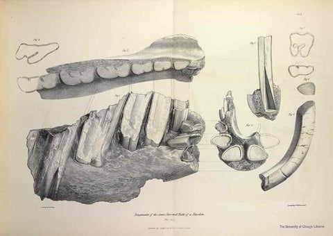 Reproducción/Reproduction 8387088114: The zoology of the voyage of H.M.S. Beagle .... London,Smith, Elder & Co.,1838-
