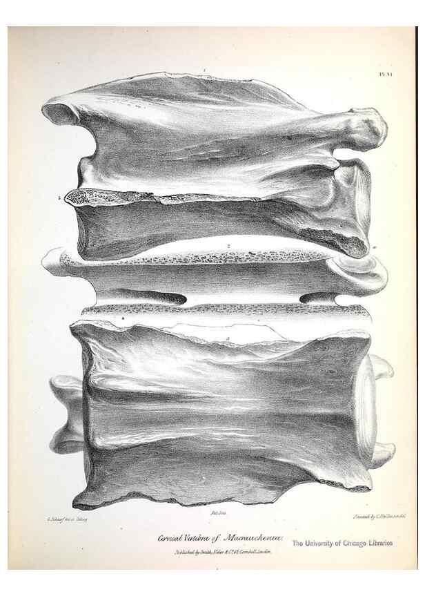 Reproducción/Reproduction 8387088614: The zoology of the voyage of H.M.S. Beagle .... London,Smith, Elder & Co.,1838-