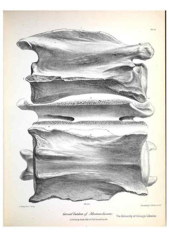 Reproducción/Reproduction 8387088614: The zoology of the voyage of H.M.S. Beagle .... London,Smith, Elder & Co.,1838-