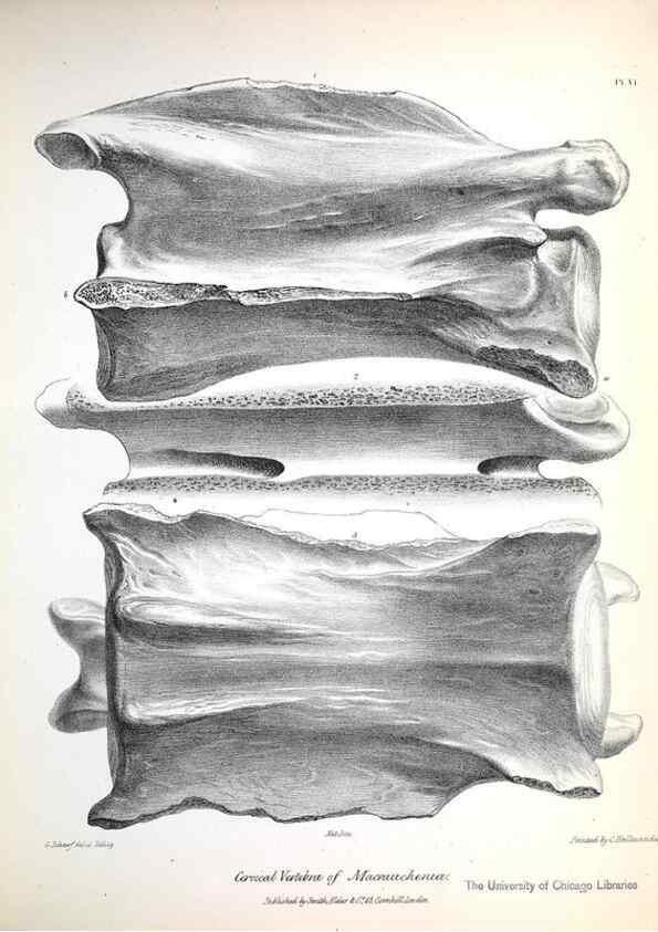 Reproducción/Reproduction 8387088614: The zoology of the voyage of H.M.S. Beagle .... London,Smith, Elder & Co.,1838-