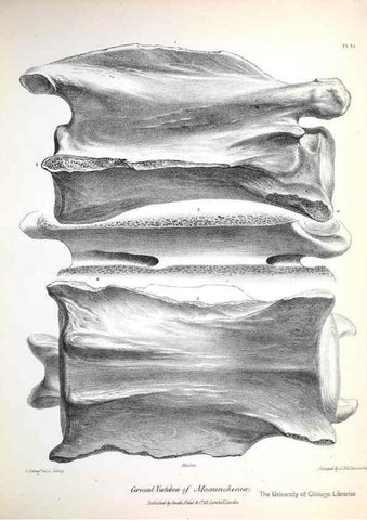 Reproducción/Reproduction 8387088614: The zoology of the voyage of H.M.S. Beagle .... London,Smith, Elder & Co.,1838-