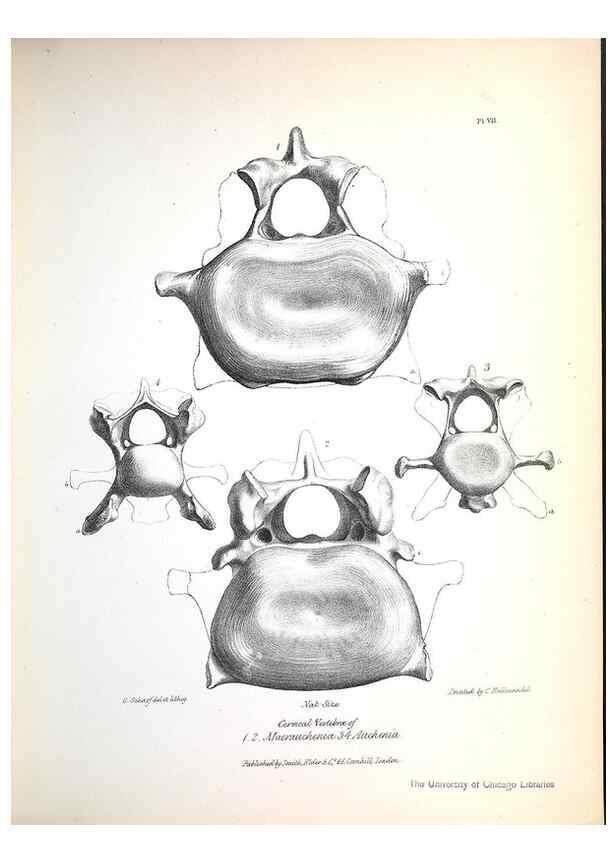 Reproducción/Reproduction 8387088986: The zoology of the voyage of H.M.S. Beagle .... London,Smith, Elder & Co.,1838-