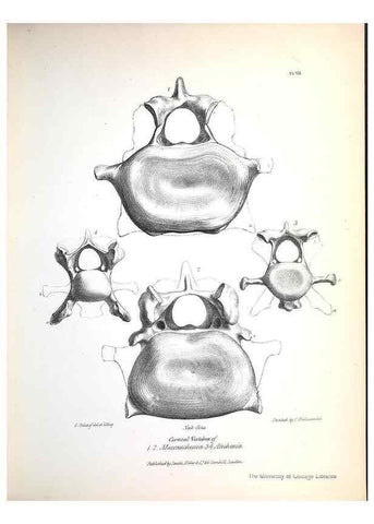 Reproducción/Reproduction 8387088986: The zoology of the voyage of H.M.S. Beagle .... London,Smith, Elder & Co.,1838-