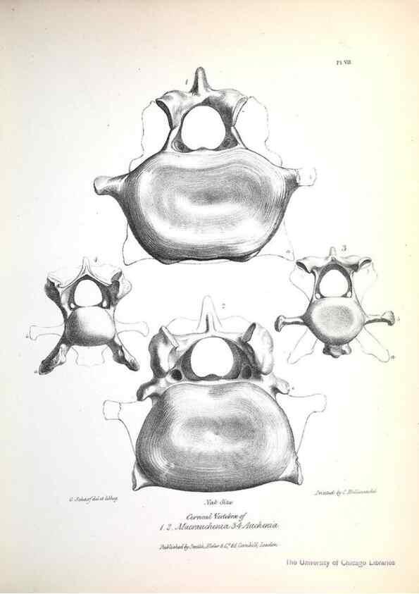 Reproducción/Reproduction 8387088986: The zoology of the voyage of H.M.S. Beagle .... London,Smith, Elder & Co.,1838-