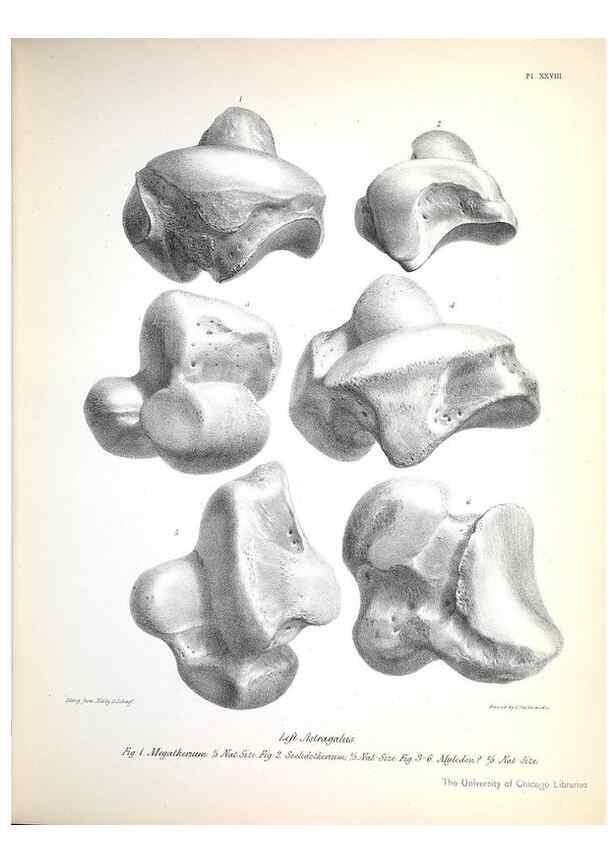 Reproducción/Reproduction 8386013551: The zoology of the voyage of H.M.S. Beagle .... London,Smith, Elder & Co.,1838-