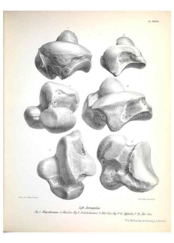 Reproducción/Reproduction 8386013551: The zoology of the voyage of H.M.S. Beagle .... London,Smith, Elder & Co.,1838-