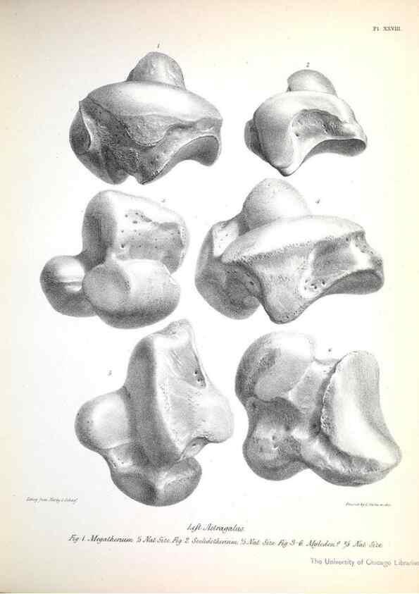 Reproducción/Reproduction 8386013551: The zoology of the voyage of H.M.S. Beagle .... London,Smith, Elder & Co.,1838-