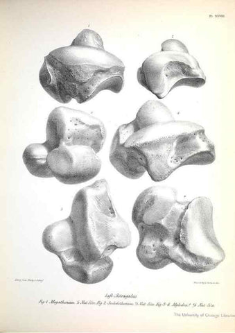 Reproducción/Reproduction 8386013551: The zoology of the voyage of H.M.S. Beagle .... London,Smith, Elder & Co.,1838-