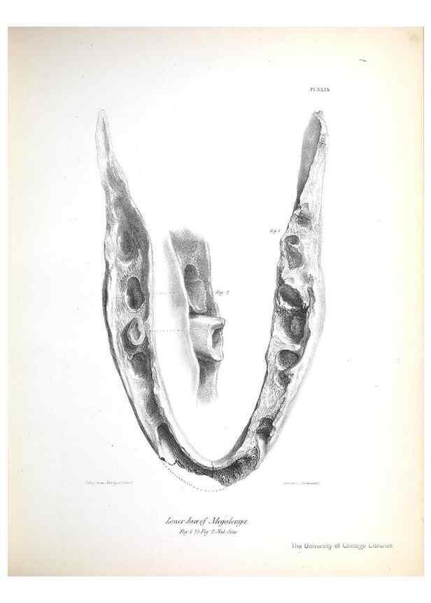 Reproducción/Reproduction 8386013895: The zoology of the voyage of H.M.S. Beagle .... London,Smith, Elder & Co.,1838-