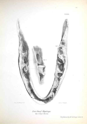 Reproducción/Reproduction 8386013895: The zoology of the voyage of H.M.S. Beagle .... London,Smith, Elder & Co.,1838-