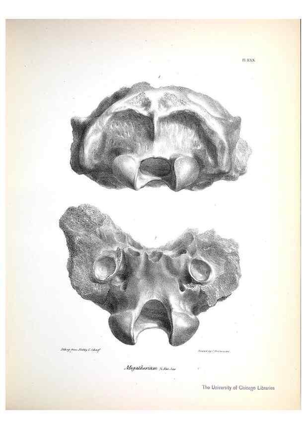 Reproducción/Reproduction 8386014265: The zoology of the voyage of H.M.S. Beagle .... London,Smith, Elder & Co.,1838-