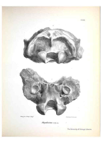 Reproducción/Reproduction 8386014265: The zoology of the voyage of H.M.S. Beagle .... London,Smith, Elder & Co.,1838-