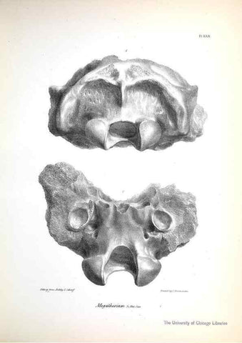 Reproducción/Reproduction 8386014265: The zoology of the voyage of H.M.S. Beagle .... London,Smith, Elder & Co.,1838-