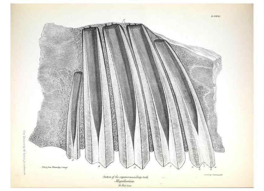 Reproducción/Reproduction 8387100694: The zoology of the voyage of H.M.S. Beagle .... London,Smith, Elder & Co.,1838-