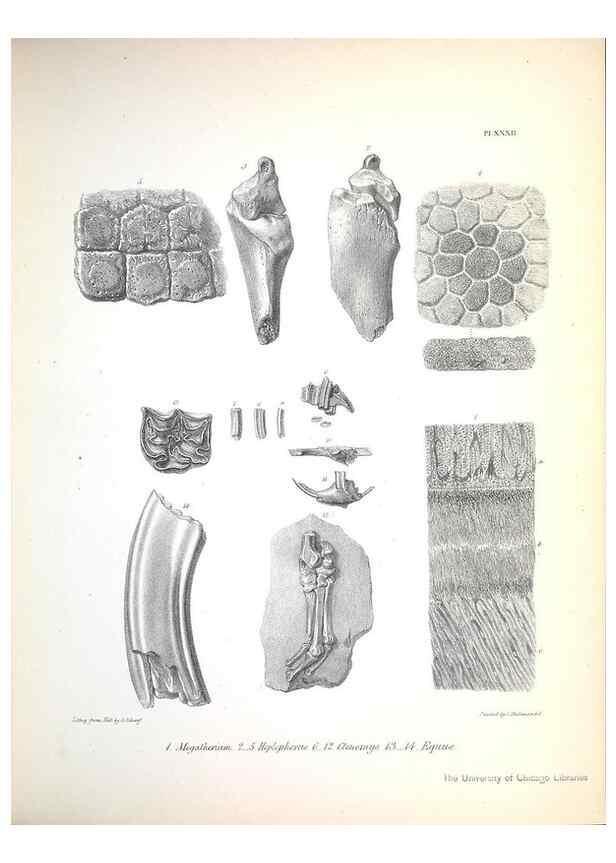 Reproducción/Reproduction 8386015191: The zoology of the voyage of H.M.S. Beagle .... London,Smith, Elder & Co.,1838-