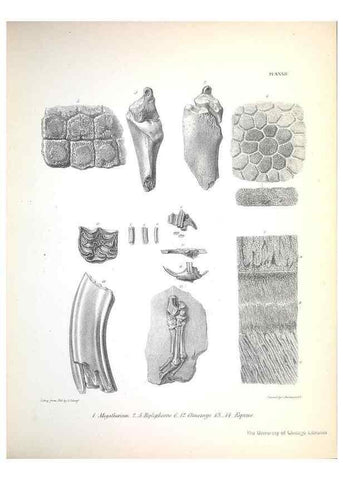 Reproducción/Reproduction 8386015191: The zoology of the voyage of H.M.S. Beagle .... London,Smith, Elder & Co.,1838-