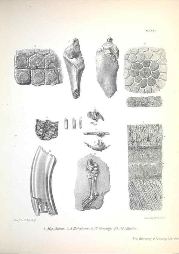Reproducción/Reproduction 8386015191: The zoology of the voyage of H.M.S. Beagle .... London,Smith, Elder & Co.,1838-