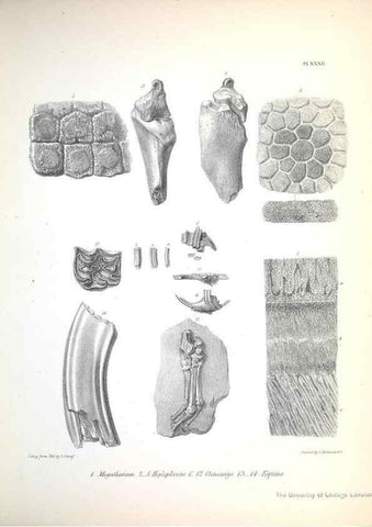 Reproducción/Reproduction 8386015191: The zoology of the voyage of H.M.S. Beagle .... London,Smith, Elder & Co.,1838-