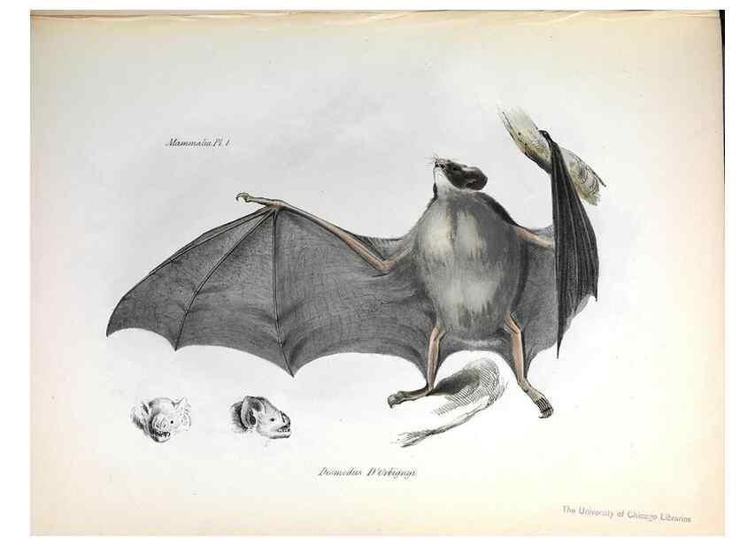 Reproducción/Reproduction 8387101514: The zoology of the voyage of H.M.S. Beagle .... London,Smith, Elder & Co.,1838-