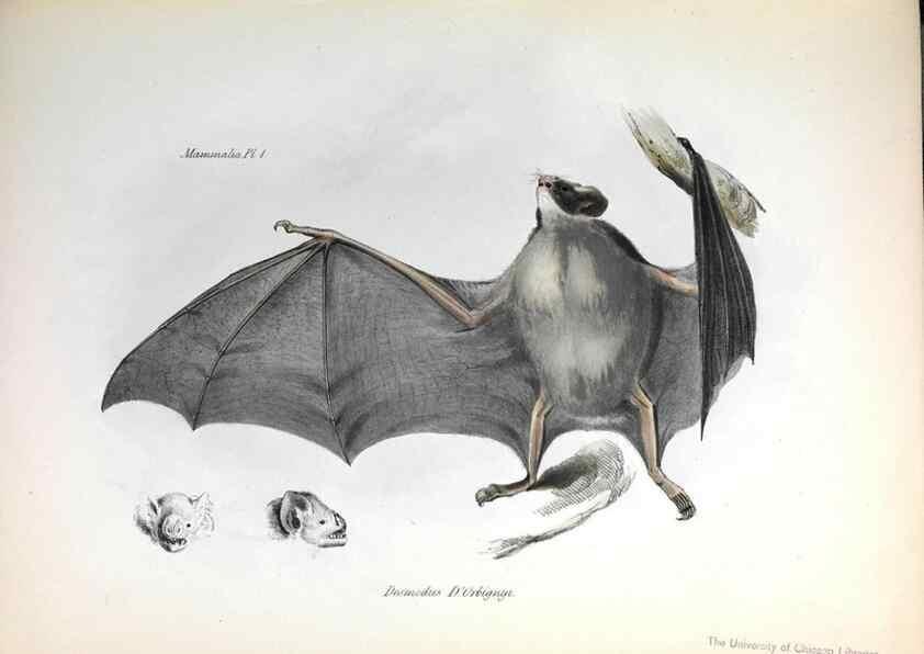Reproducción/Reproduction 8387101514: The zoology of the voyage of H.M.S. Beagle .... London,Smith, Elder & Co.,1838-