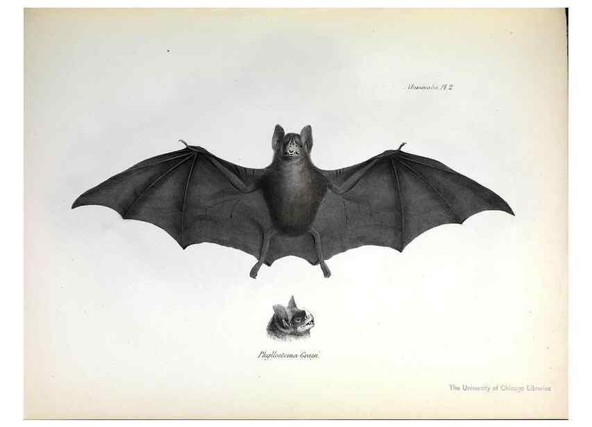 Reproducción/Reproduction 8387101876: The zoology of the voyage of H.M.S. Beagle .... London,Smith, Elder & Co.,1838-
