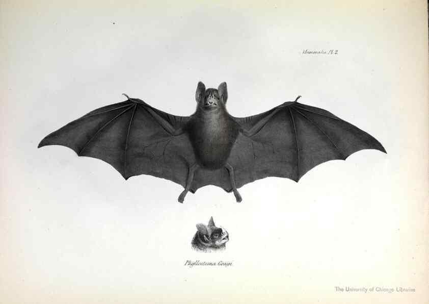 Reproducción/Reproduction 8387101876: The zoology of the voyage of H.M.S. Beagle .... London,Smith, Elder & Co.,1838-