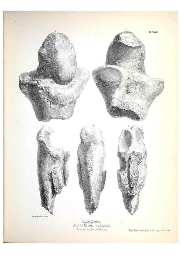 Reproducción/Reproduction 8387098920: The zoology of the voyage of H.M.S. Beagle .... London,Smith, Elder & Co.,1838-