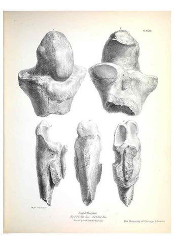 Reproducción/Reproduction 8387098920: The zoology of the voyage of H.M.S. Beagle .... London,Smith, Elder & Co.,1838-