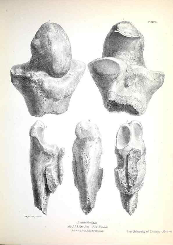 Reproducción/Reproduction 8387098920: The zoology of the voyage of H.M.S. Beagle .... London,Smith, Elder & Co.,1838-