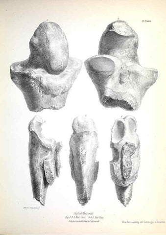 Reproducción/Reproduction 8387098920: The zoology of the voyage of H.M.S. Beagle .... London,Smith, Elder & Co.,1838-