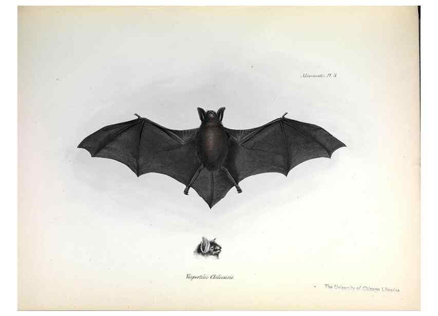 Reproducción/Reproduction 8386016399: The zoology of the voyage of H.M.S. Beagle .... London,Smith, Elder & Co.,1838-