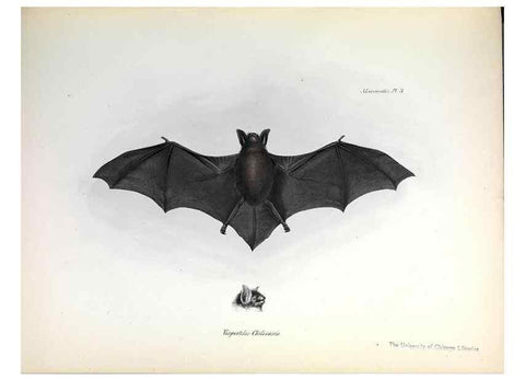 Reproducción/Reproduction 8386016399: The zoology of the voyage of H.M.S. Beagle .... London,Smith, Elder & Co.,1838-