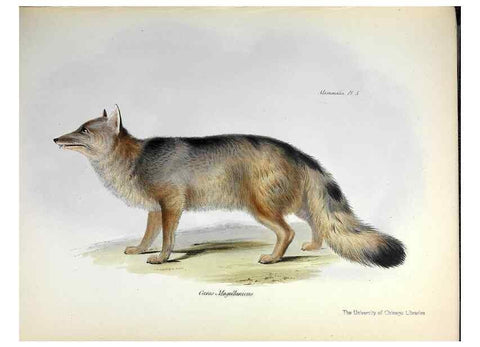 Reproducción/Reproduction 8387103208: The zoology of the voyage of H.M.S. Beagle .... London,Smith, Elder & Co.,1838-