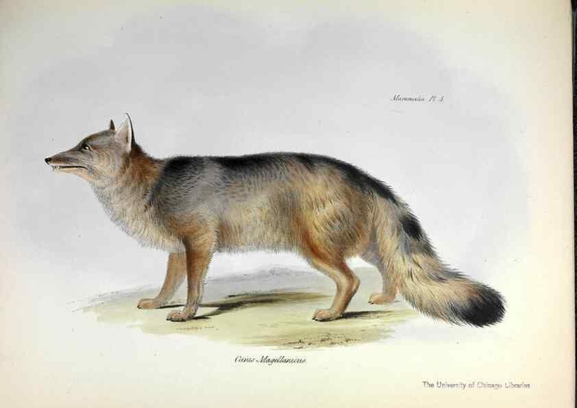 Reproducción/Reproduction 8387103208: The zoology of the voyage of H.M.S. Beagle .... London,Smith, Elder & Co.,1838-