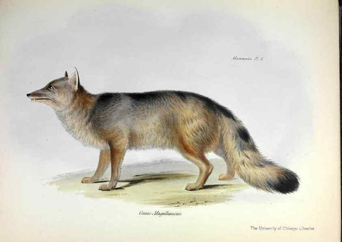 Reproducción/Reproduction 8387103208: The zoology of the voyage of H.M.S. Beagle .... London,Smith, Elder & Co.,1838-