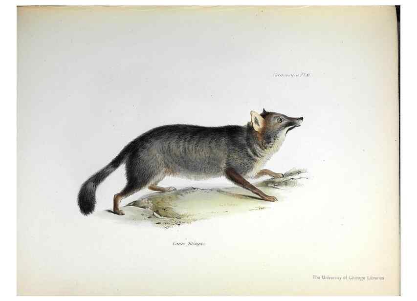 Reproducción/Reproduction 8387103676: The zoology of the voyage of H.M.S. Beagle .... London,Smith, Elder & Co.,1838-