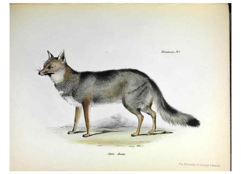 Reproducción/Reproduction 8386018043: The zoology of the voyage of H.M.S. Beagle .... London,Smith, Elder & Co.,1838-