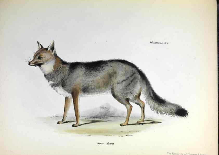 Reproducción/Reproduction 8386018043: The zoology of the voyage of H.M.S. Beagle .... London,Smith, Elder & Co.,1838-