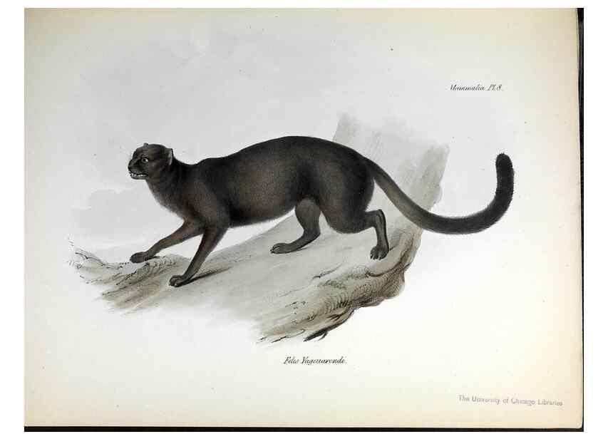 Reproducción/Reproduction 8387104484: The zoology of the voyage of H.M.S. Beagle .... London,Smith, Elder & Co.,1838-
