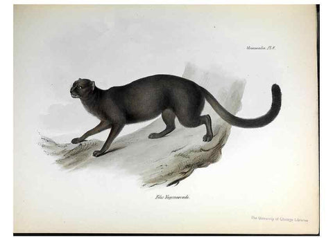 Reproducción/Reproduction 8387104484: The zoology of the voyage of H.M.S. Beagle .... London,Smith, Elder & Co.,1838-