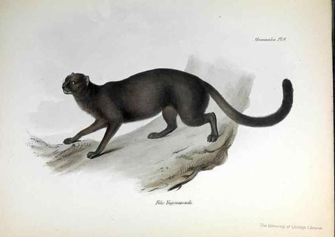 Reproducción/Reproduction 8387104484: The zoology of the voyage of H.M.S. Beagle .... London,Smith, Elder & Co.,1838-